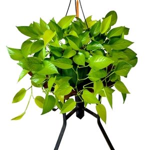 Live Houseplant Neon Pothos Devil Ivy Starter Plant